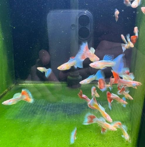 孔雀魚入門指南