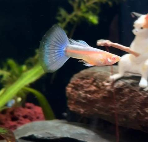 孔雀魚飼養方法