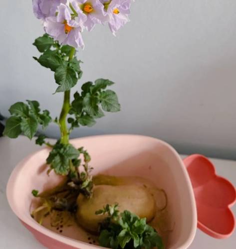 發芽馬鈴薯種植