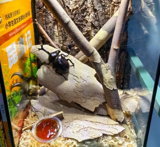 適合新手的昆蟲