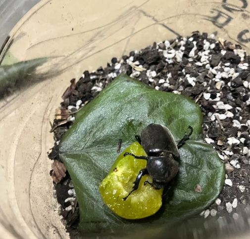 甲蟲寵物優缺點