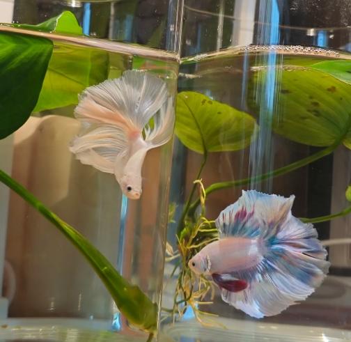 觀賞魚飼養技巧