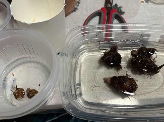 彩葉芋球根照顧