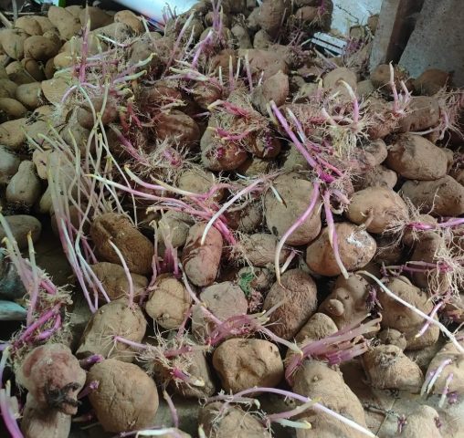 發芽馬鈴薯用途