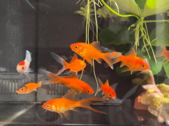 觀賞魚飼養技巧