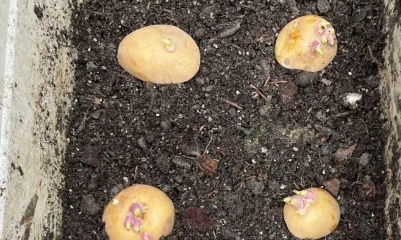 發芽馬鈴薯種植