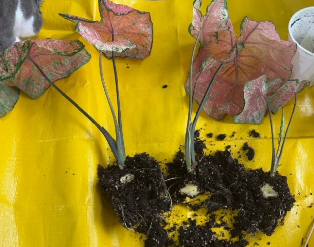 彩葉芋分株方法 彩葉芋分株方法