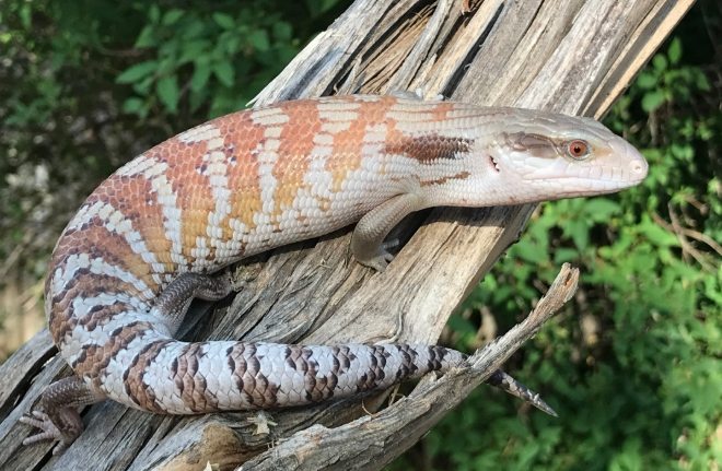 印尼藍舌蜥饲养