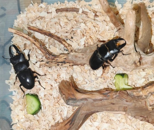 甲蟲寵物優缺點