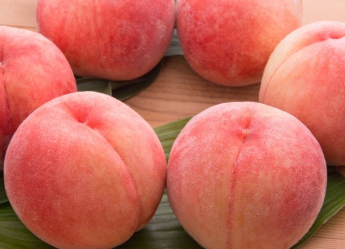 水蜜桃品種比較
