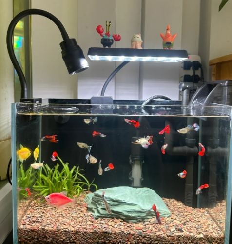 孔雀魚飼養方法