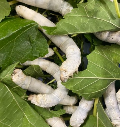 適合新手的昆蟲