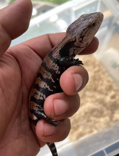 印尼藍舌蜥饲养