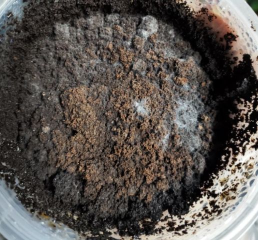 咖啡渣堆肥 咖啡渣堆肥