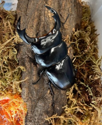 深山鍬形蟲飼養技巧 深山鍬形蟲飼養技巧