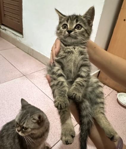 零壓力貓咪養成