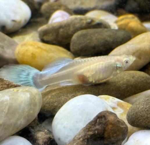 孔雀魚懷孕症狀