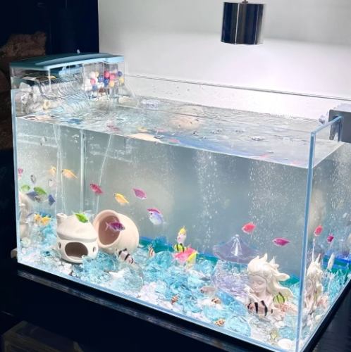 觀賞魚飼養技巧