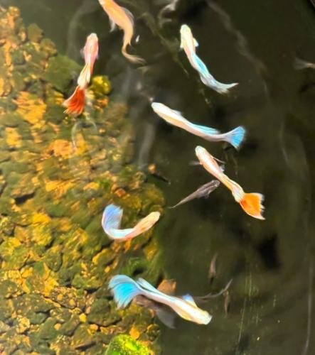 孔雀魚入門指南