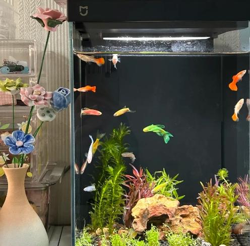 觀賞魚飼養技巧