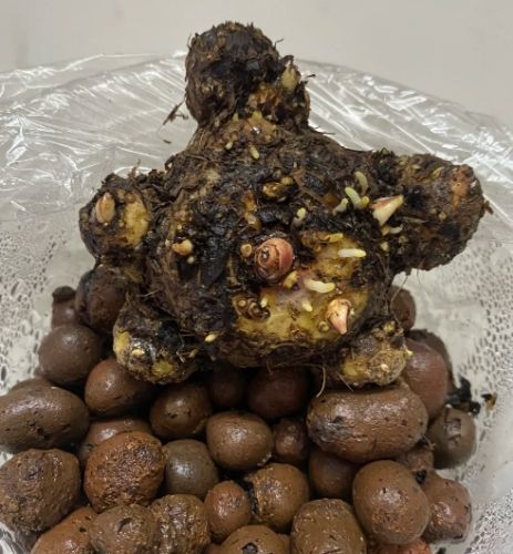 彩葉芋種植方法