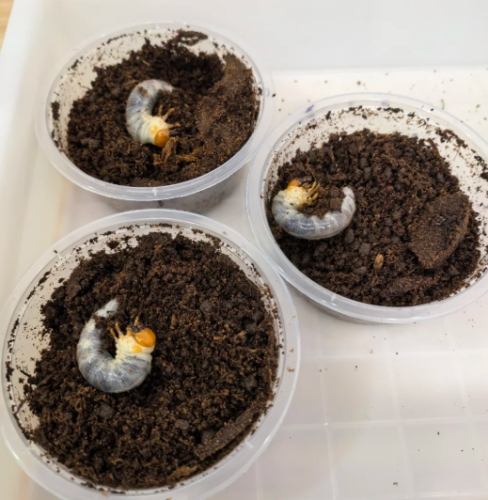 台灣深山鍬形蟲飼養方法 台灣深山鍬形蟲飼養方法