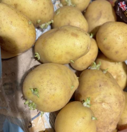 發芽馬鈴薯用途