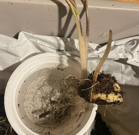 彩葉芋分株方法 彩葉芋分株方法