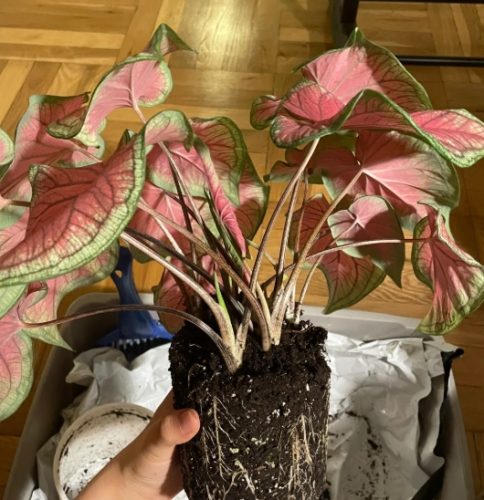 彩葉芋繁殖 彩葉芋繁殖