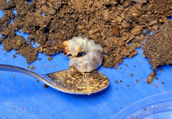 鍬形蟲飼養常見問題 鍬形蟲飼養常見問題