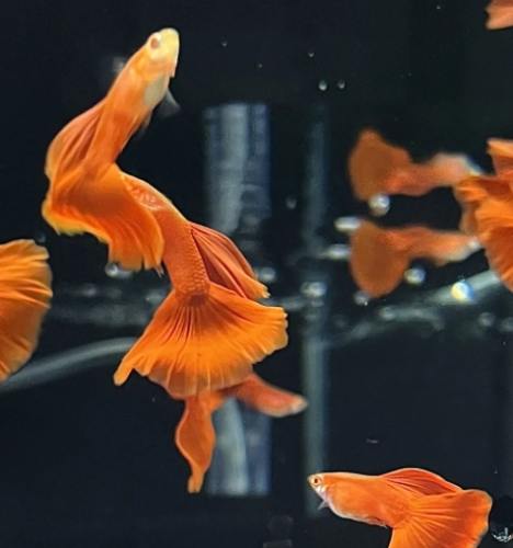 孔雀魚飼養方法