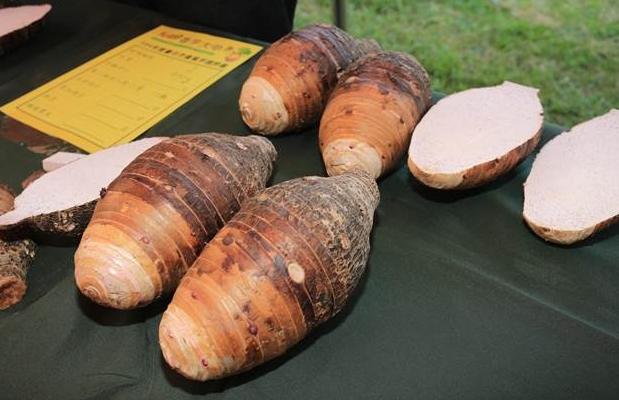 大甲芋頭真假區別
