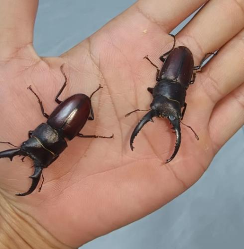 深山鍬形蟲飼養技巧 深山鍬形蟲飼養技巧