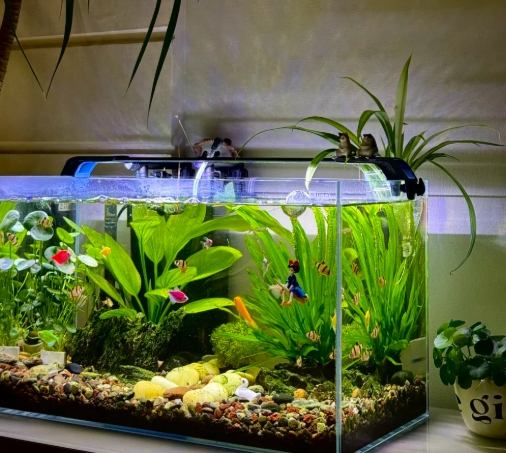 觀賞魚水族箱設置