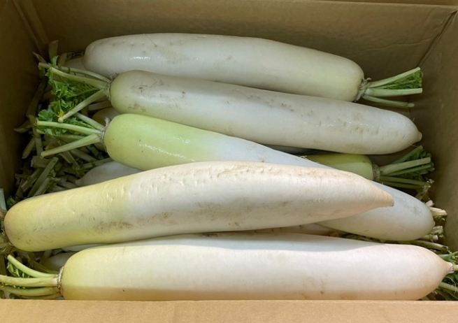 生白蘿蔔營養