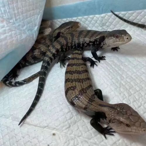 藍舌蜥健康照護