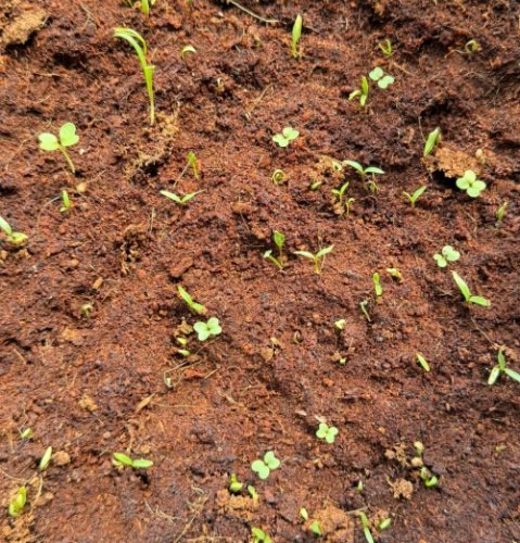 香菜種子發芽時間