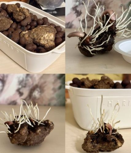 彩葉芋種植方法