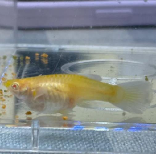 孔雀魚沉底處理