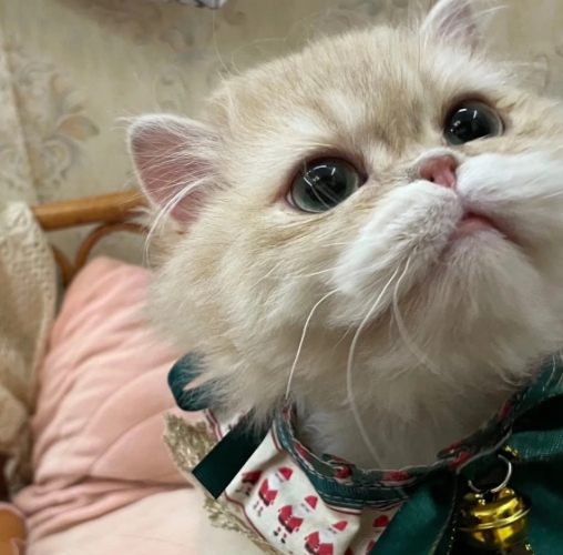 貓咪壓力解決方案