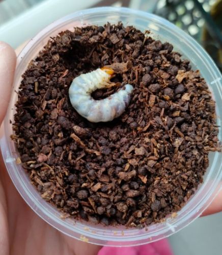 鍬形蟲飼養方法