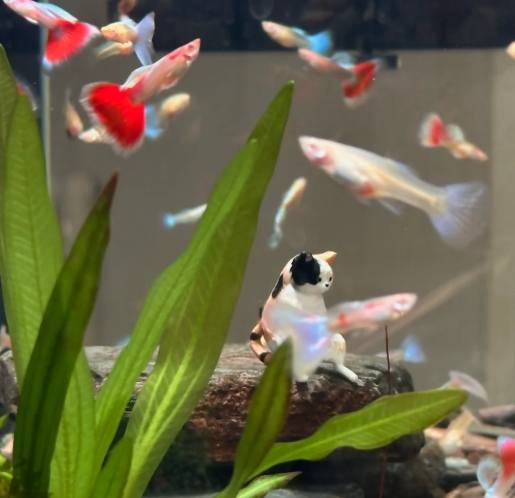 孔雀魚入門指南