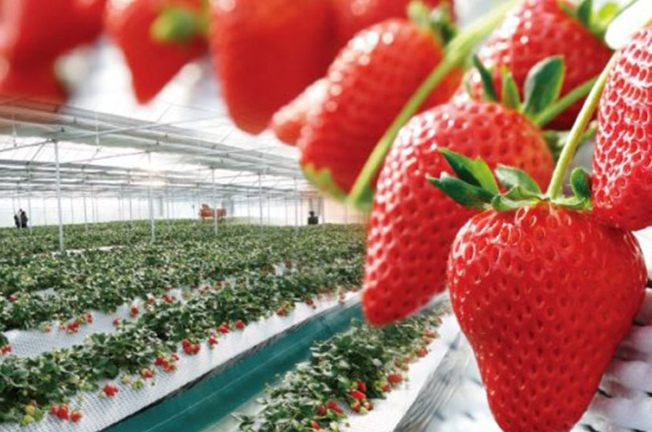 日本草莓品種 日本草莓品種