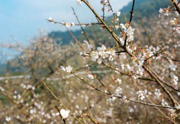 台灣賞梅