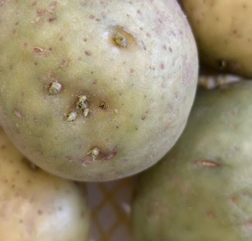 發芽馬鈴薯處理