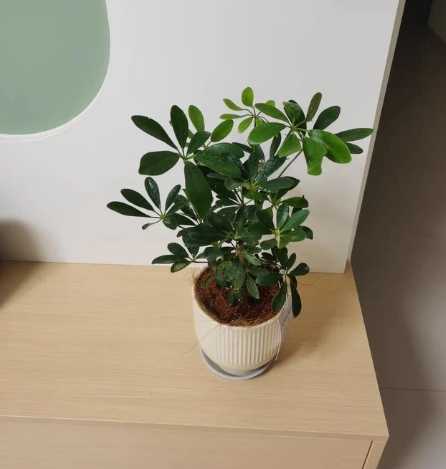 鸭脚木种植方法