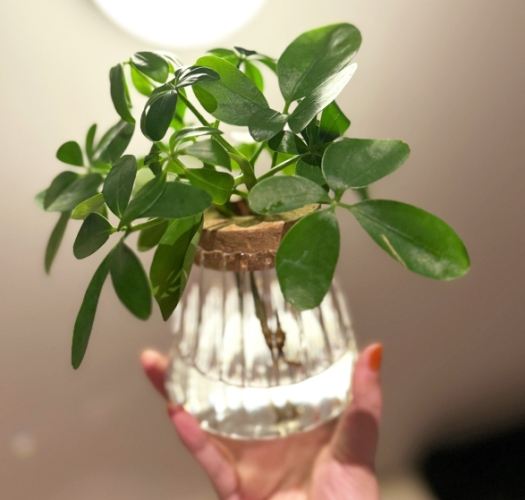 室内植物鸭脚木