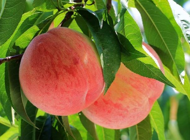 台灣水蜜桃 台灣水蜜桃