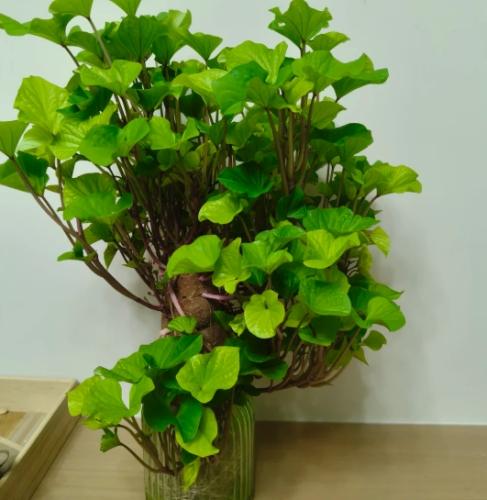 地瓜種植盆栽
