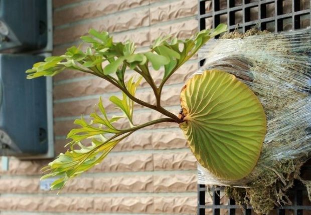 鹿角蕨栽培 鹿角蕨栽培